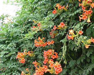 浅谈凌霄花的生长特点与养护技巧（了解凌霄花）