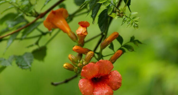 什么颜色的是凌霄花（揭秘凌霄花的色彩之谜）