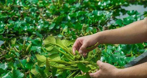 菱角采摘全攻略（掌握收获季节）