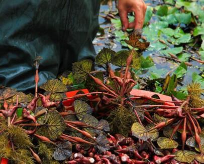 探秘菱角，一年四季皆美味（菱角的产地）