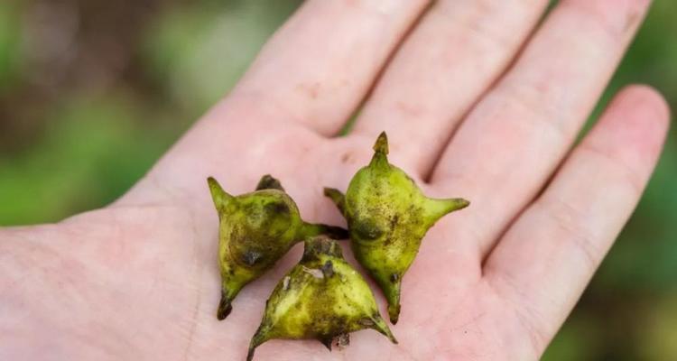 菱角开花时节的生态探究（菱角的生长习性及开花时间的探究）