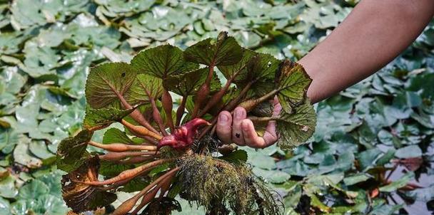 菱角——神奇的水生植物（探究菱角的生长环境）