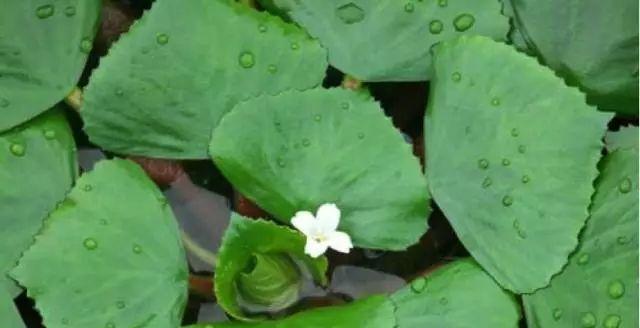 怎样保存菱角时间长（从收获到储存）