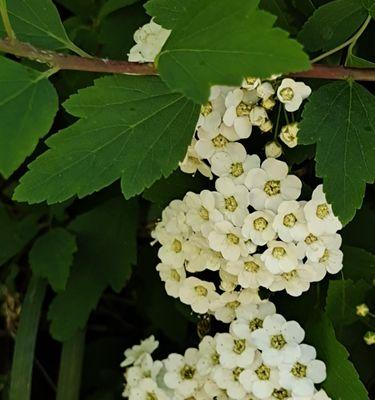 菱叶绣线菊的花期与开花次数（了解菱叶绣线菊的生长习性与观赏价值）