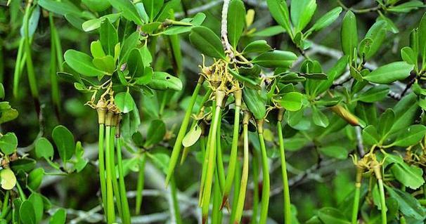 探究流蜜最多的树种及其特点（了解世界范围内流蜜最多的树种）