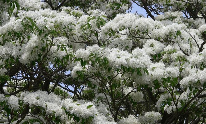 流苏根系发达的原因及影响（揭秘流苏植物根系的奥秘）