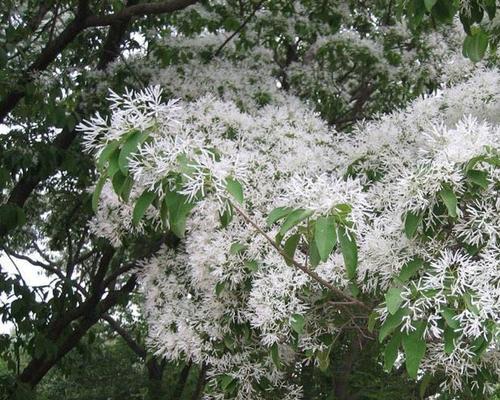 生长环境、特点、用途及养护技巧（生长环境）