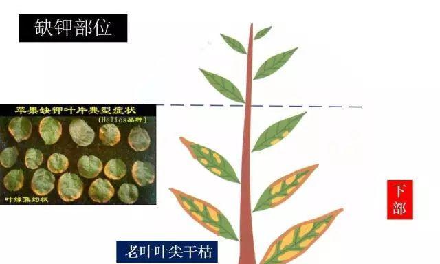 硫元素对植物生长的作用（探究硫元素在植物生长过程中的重要作用）