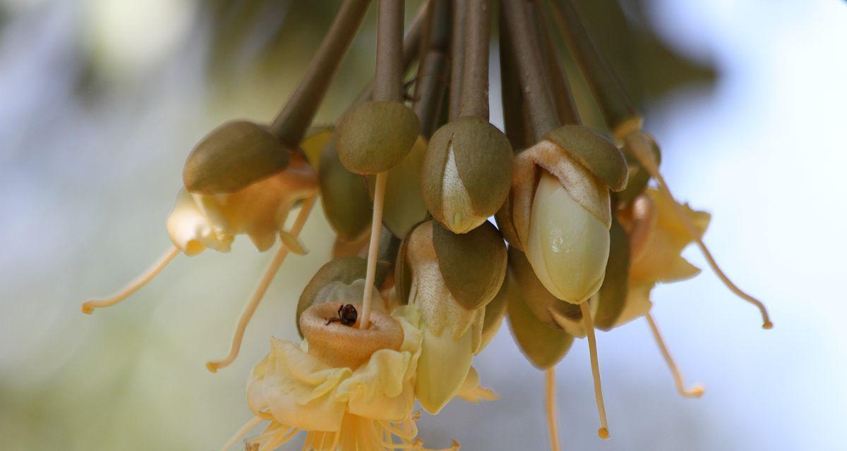 榴莲开花结果的种植技巧（掌握几年结果关键）