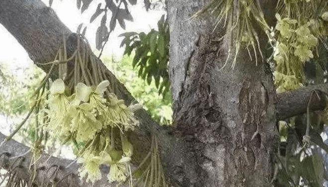 榴莲开花的时间和过程（探究榴莲树的生长过程）