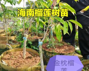 选择最适合种植的榴莲苗品种（如何选择榴莲苗品种以获得最大收益）