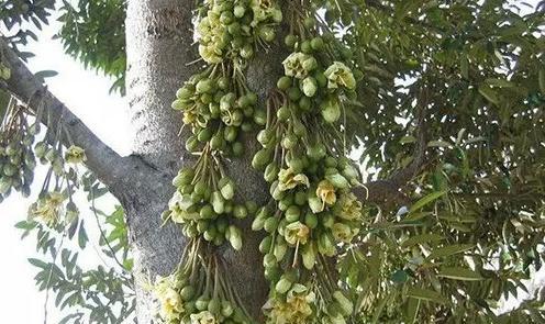 榴莲开花时间及注意事项（探秘榴莲的花期与繁育技巧）