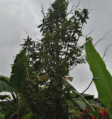 榴莲树开花的神奇过程（揭秘榴莲树开花的时间和花朵特点）