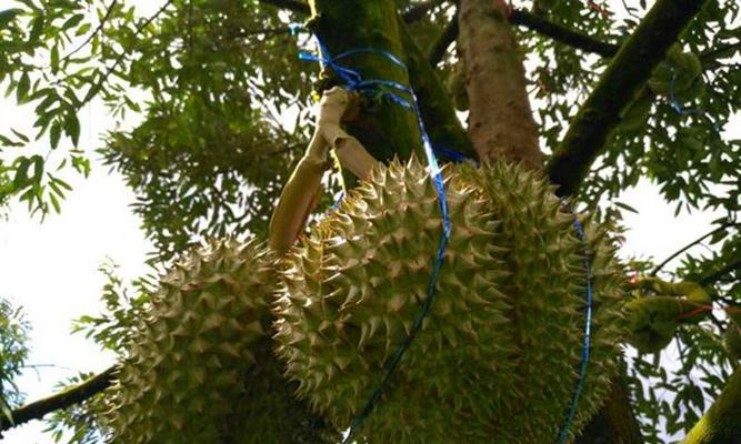 榴莲的种植条件及适宜地点（适合在哪些地方种植）