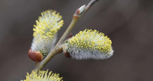 柳树的花色主要为什么颜色（解密柳树花色的奥秘）