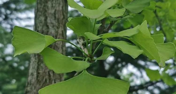 柳树的寓意和象征风水（从柳树的历史和文化内涵看其在风水中的重要性）