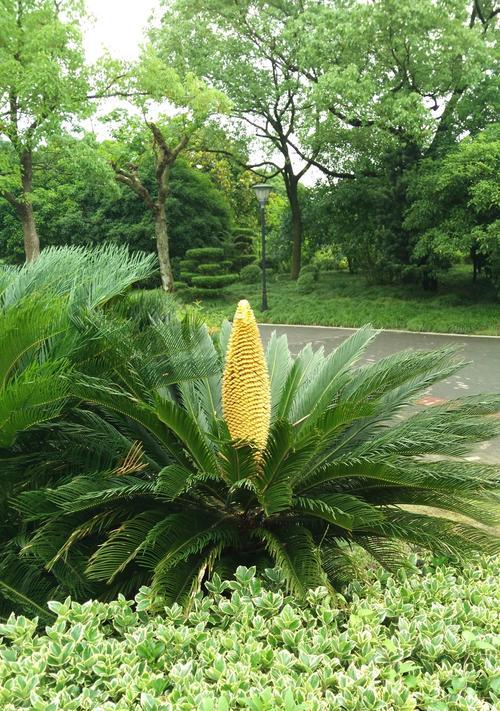 柳树花究竟是不是完全花（探究柳树花的形态结构与生殖方式）