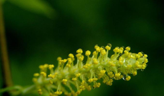 柳树开花的季节和特点（探寻柳树开花的奥秘）