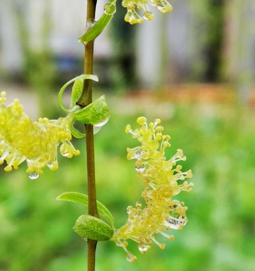 柳树开花的季节和特点（探寻柳树开花的奥秘）