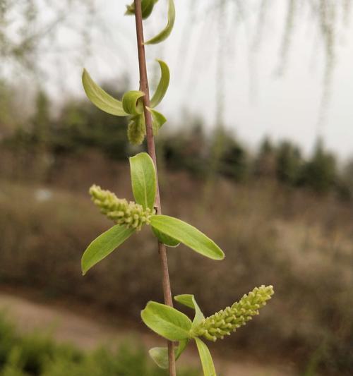 了解柳树属于什么类型的植物（柳树属于落叶乔木）