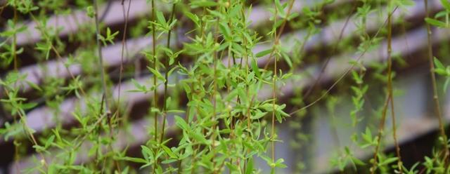 揭秘柳芽的采摘和收获季节（了解柳芽）