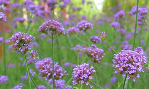 柳叶马鞭草——多年生的花卉之美（生命力顽强）