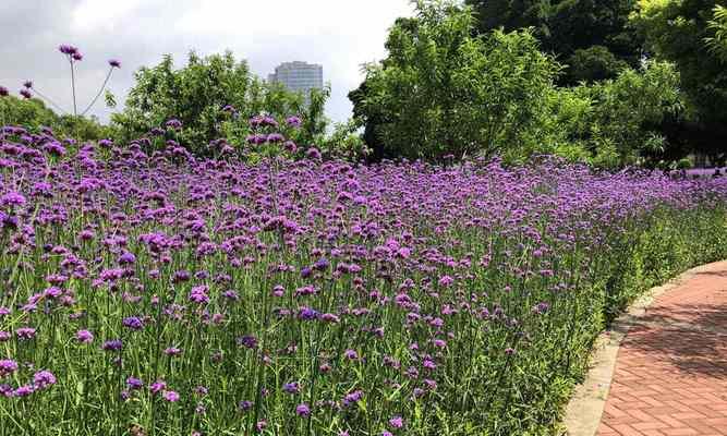 柳叶马鞭草——多年生的花卉之美（生命力顽强）