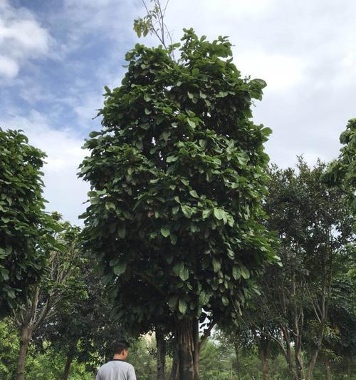 六旺树的种植及养护方法（打造绿色家园）