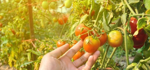 六月份适合种什么蔬菜（探索六月蔬菜种植的最佳选择）