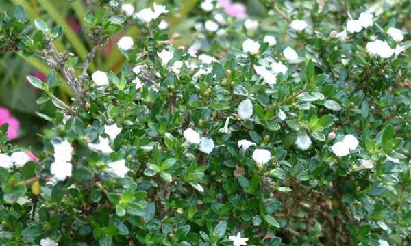 六月雪会开花吗？探讨六月雪开花的可能性