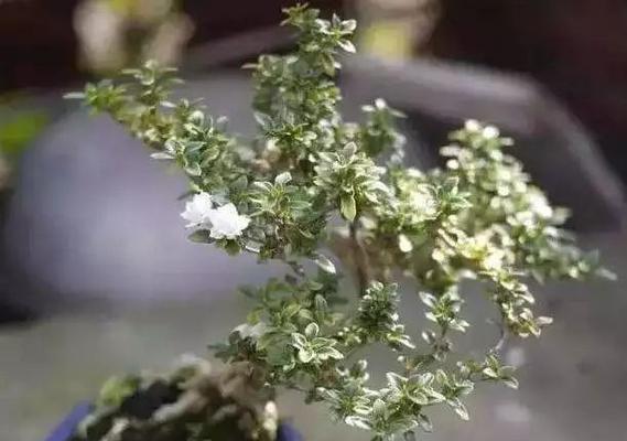 六月雪盆景的养护方法与注意事项（如何打造美丽的六月雪盆景花园）