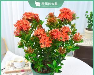 室内种植龙船花的技巧（如何在家中种植健康的龙船花）