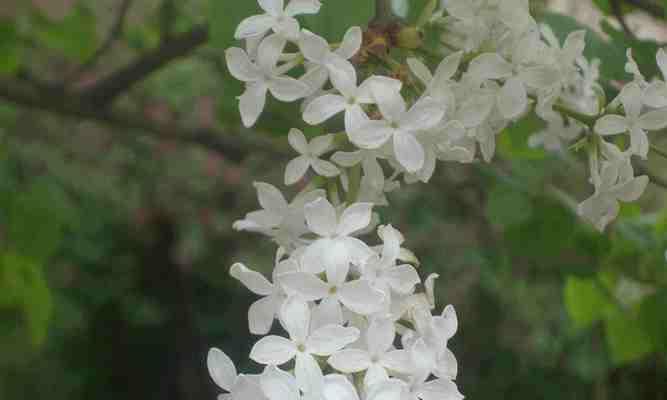 丁香花的花语和寓意（深情浪漫的丁香花）