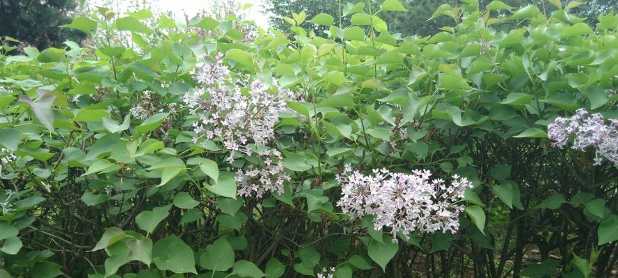 丁香花的花语与含义（探寻丁香花的神秘花语）