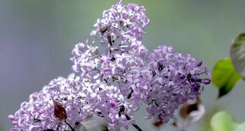 丁香花的花语与含义（探寻丁香花的神秘花语）