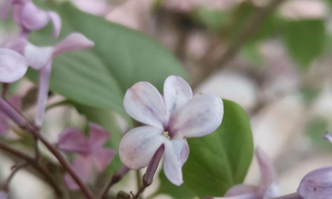 丁香花的花语和寓意（探索丁香花的神秘之美）