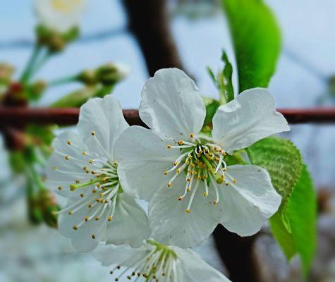 樱花的美丽与花语（探索冬樱花）