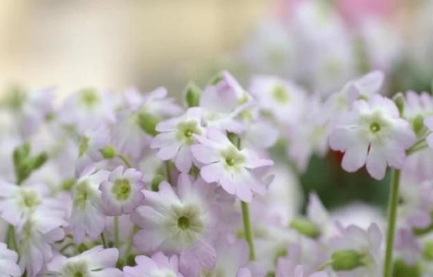 樱花的美丽与花语（探索冬樱花）