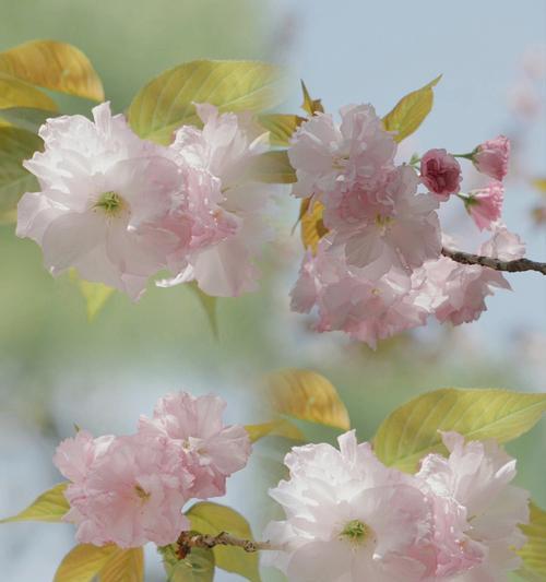 樱花的美丽与花语（探索冬樱花）