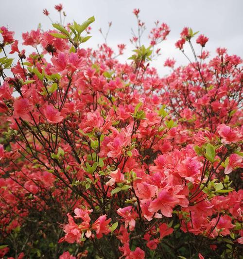 杜鹃花（用杜鹃花绽放的美丽诠释春天的希望和重生）