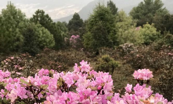 杜鹃花的花语与寓意（探索杜鹃花的美丽象征与隐含意义）