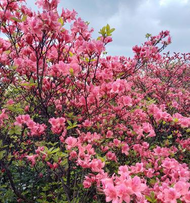 杜鹃花的花语与寓意（探索杜鹃花的美丽象征与隐含意义）