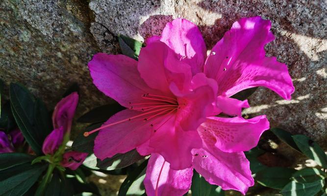 杜鹃花（一朵花）