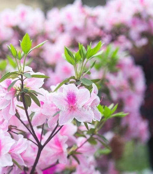 杜鹃花（一朵花）