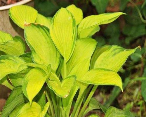 多年生草本植物的意义与价值（探索自然奇观）