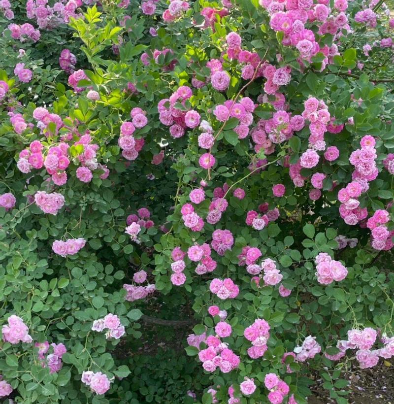 粉红蔷薇花与黄色蔷薇花的花语及意义（探索粉红蔷薇花与黄色蔷薇花的不同寓意和象征）