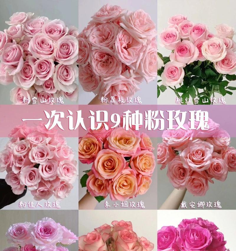 粉色玫瑰花的寓意和花语（探寻粉色玫瑰花背后的含义）