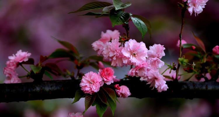 粉色樱花的花语（追寻春天的足迹）