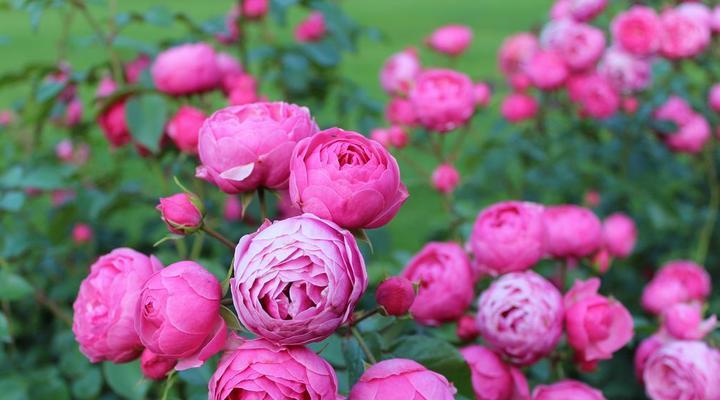 丰花月季花语（探寻月季花语）