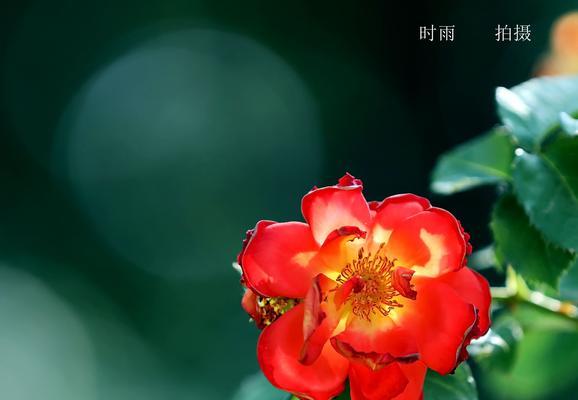 以丰花月季的美丽代表意义（用花月季展现生命之美）